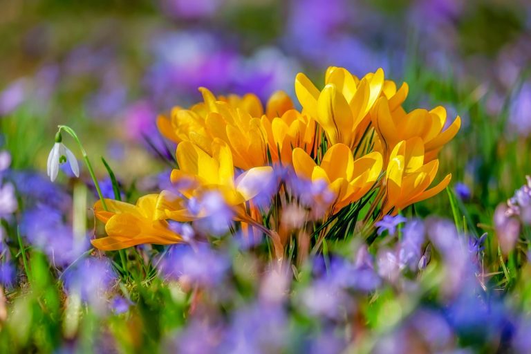couleur-flower-4030138_1280