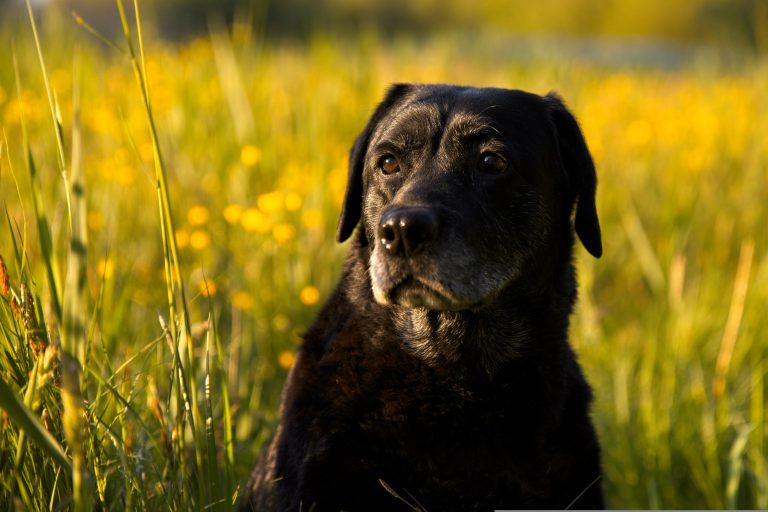 alkemade-dog-5735582