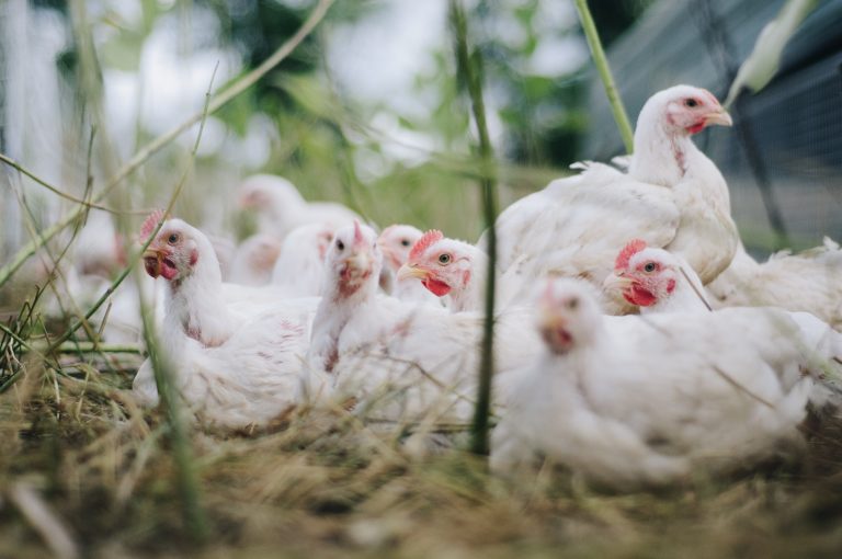 bohdanchreptak-chickens-4474176