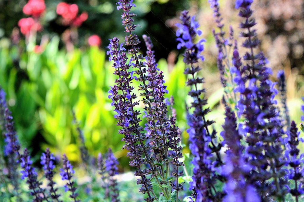1816164-flowers-1108813