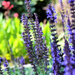 1816164-flowers-1108813
