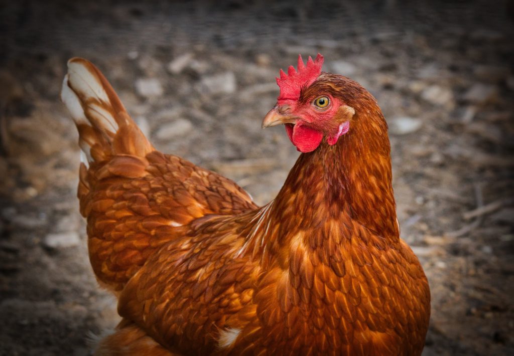 9883074-chicken-3727097