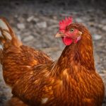 9883074-chicken-3727097