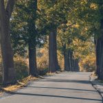 aszak-trees-8485455