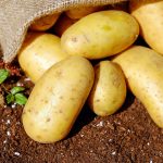 couleur-potatoes-1585075