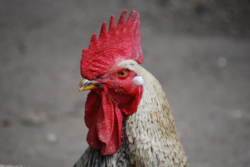 hajninjah-rooster-285432