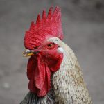 hajninjah-rooster-285432