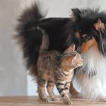 jaclou-dl-shetland-sheepdog-stuart-10167598