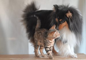 jaclou-dl-shetland-sheepdog-stuart-10167598