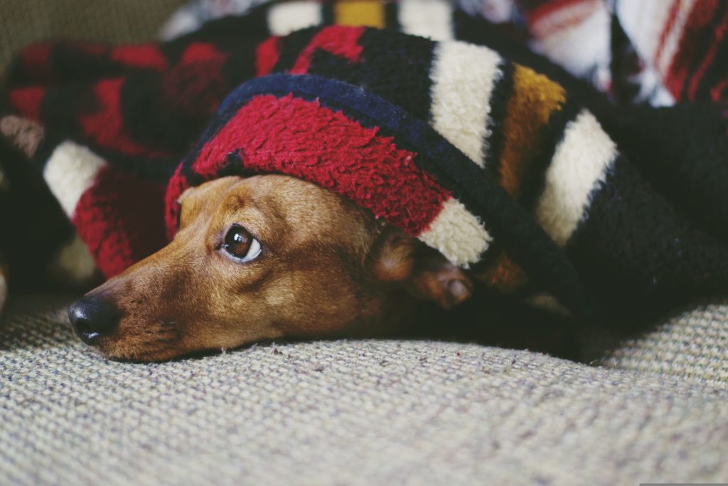 mrsemilyhopper-dog-5179118