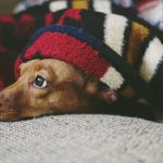 mrsemilyhopper-dog-5179118