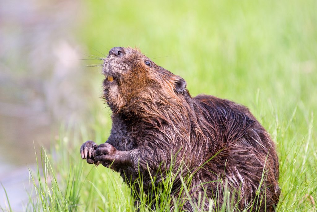 steveraubenstine-beaver-1528948