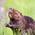 steveraubenstine-beaver-1528948
