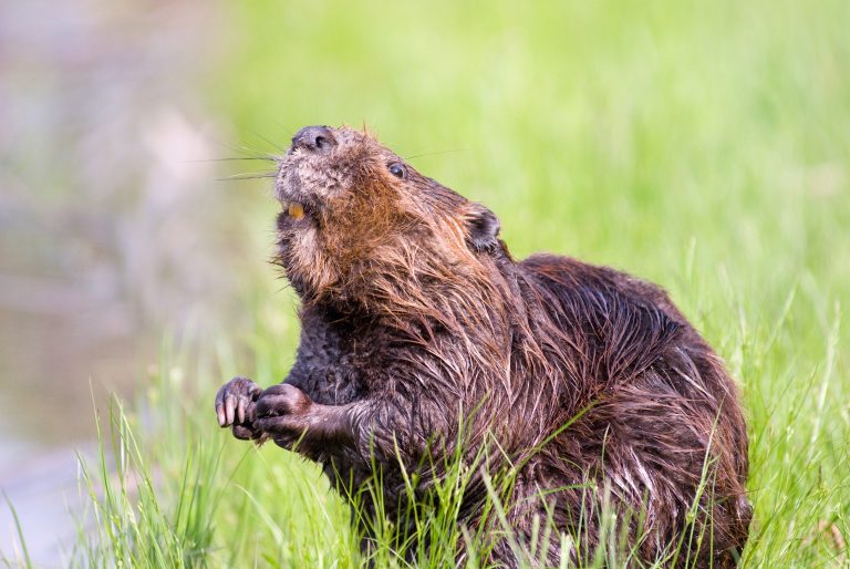 steveraubenstine-beaver-1528948