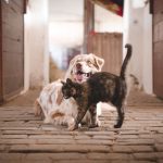 vaclavzavada-dog-5883275